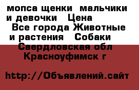 мопса щенки -мальчики и девочки › Цена ­ 25 000 - Все города Животные и растения » Собаки   . Свердловская обл.,Красноуфимск г.